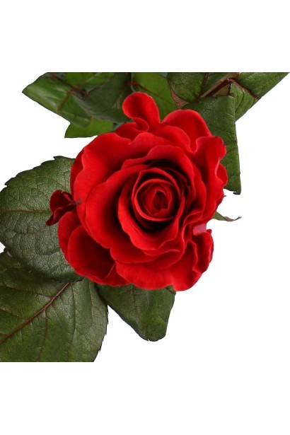 Троянда чайно-гібридна Дядько Джо